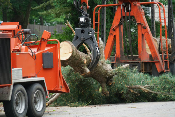 Tree Branch Trimming in Georgetown, PA